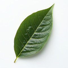 A single green avocado leaf with detailed veins on white background. leaf texture and color are vibrant and natural