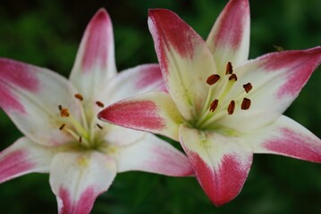 pink and white lilies in the garden