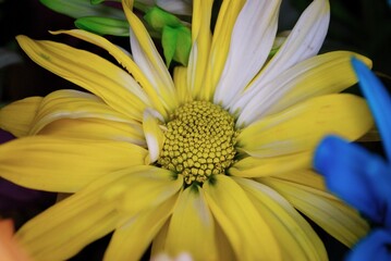 close up of yellow daisy flower