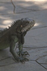 Within the fauna of the Aragua State, we can find a lot of variety, including the iguana.