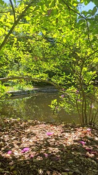 a gorgeous spring landscape with a pond, lush green trees and flowers at Descanso Gardens La Ca&ntilde;ada Flintridge California USA