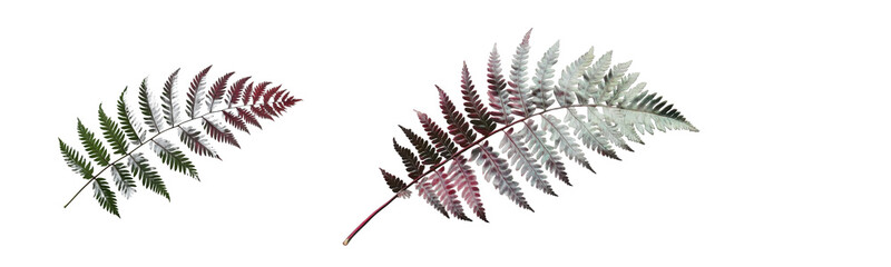 Naklejka premium fern leaves, isolated on white background