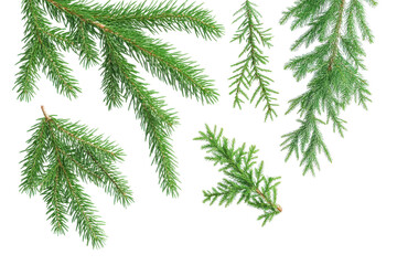 fir tree branches isolated on transparent background