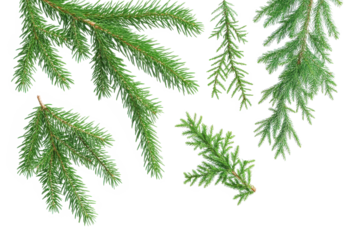 fir tree branches isolated on transparent background