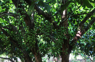 Obraz premium Burmese grape has the scientific name Baccaurea ramiflora Lour.