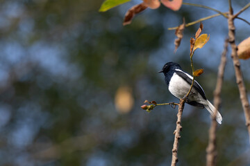 A striking Oriental magpie robin perches gracefully on a slender, budding branch. The background is softly blurred with bokeh effect. 