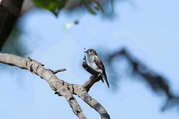 A small Asian brown flycatcher perches delicately on a weathered, lichen covered branch and the background is blurred bokeh with blue and dark in color.