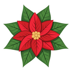 Christmas poinsettia isolated on white background