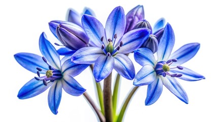 Panoramic Spring Scilla Macro Photography: Vibrant Purple Flowers, Close-Up Detail, Blooming Scilla, Springtime Scilla