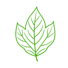 Hand Drawn Line Art Leaf