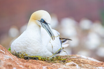 basstölpel sula bassana gannet