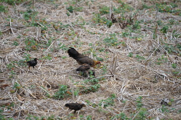 A mother hen foraging with her chicks in a dry field covered with straw, showcasing the natural lifestyle and close family bond of rural poultry