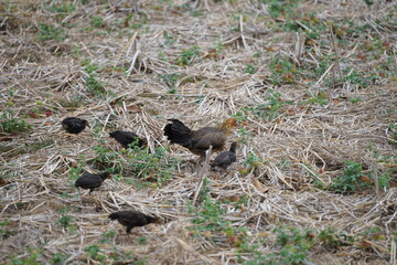 A mother hen foraging with her chicks in a dry field covered with straw, showcasing the natural lifestyle and close family bond of rural poultry