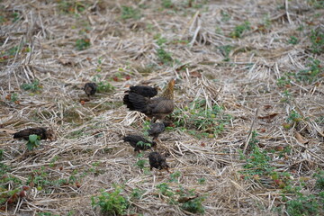 A mother hen foraging with her chicks in a dry field covered with straw, showcasing the natural lifestyle and close family bond of rural poultry