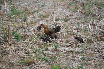 A mother hen foraging with her chicks in a dry field covered with straw, showcasing the natural lifestyle and close family bond of rural poultry