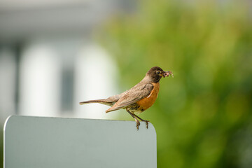 Songbird perched on fence holding worms in beak - nature wildlife scene