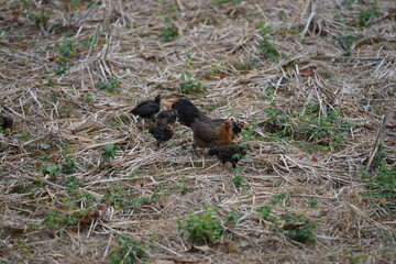 A mother hen foraging with her chicks in a dry field covered with straw, showcasing the natural lifestyle and close family bond of rural poultry