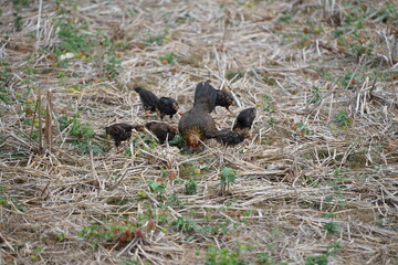 A mother hen foraging with her chicks in a dry field covered with straw, showcasing the natural lifestyle and close family bond of rural poultry