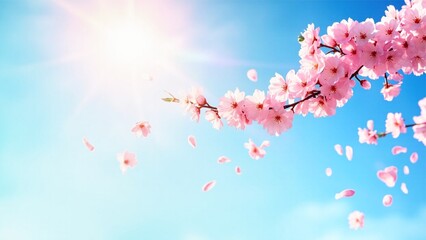 Beautiful sakura flower (cherry blossom) in spring. sakura tree flower on blue sky.