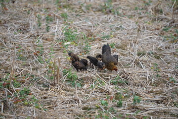 Gamecock walking in the grassy field, reflecting Thai rural lifestyle and the simplicity of nature.
