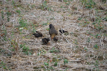 A mother hen foraging with her chicks in a dry field covered with straw, showcasing the natural lifestyle and close family bond of rural poultry