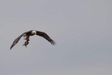 Bald eagle in flight with a carcass in its talons.