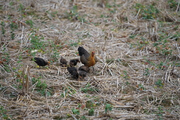 A mother hen foraging with her chicks in a dry field covered with straw, showcasing the natural lifestyle and close family bond of rural poultry