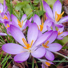 lot of purple crocus flowers in spring