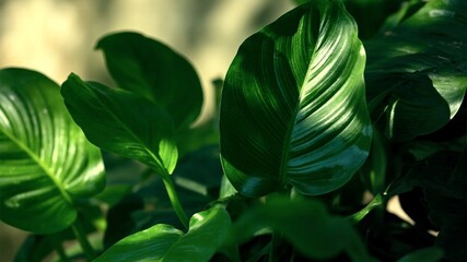 Nature of dark green leaf in garden. Natural green leaves plants using background cover page environment ecology or greenery wallpaper