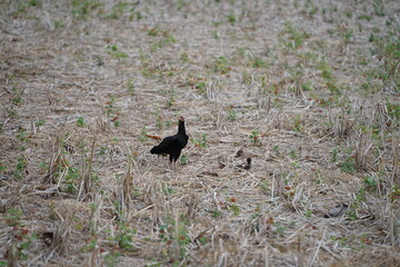 A mother hen foraging with her chicks in a dry field covered with straw, showcasing the natural lifestyle and close family bond of rural poultry