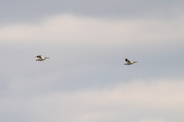 Pair of pelicans in flight against a blue sky with white clouds.