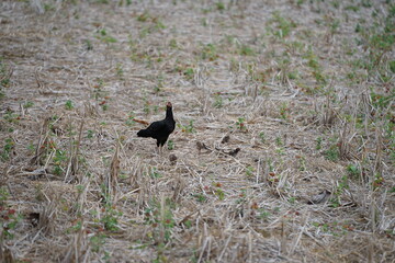 A mother hen foraging with her chicks in a dry field covered with straw, showcasing the natural lifestyle and close family bond of rural poultry