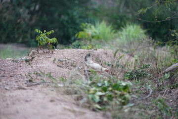 A mother hen foraging with her chicks in a dry field covered with straw, showcasing the natural lifestyle and close family bond of rural poultry