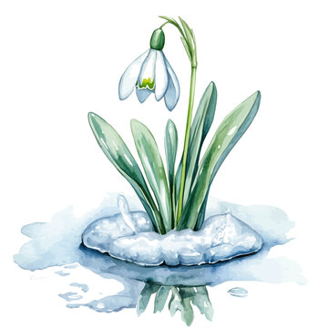 watercolor snowdrop flower in snow clip art preview