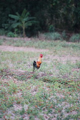 Fototapeta premium Gamecock walking in the grassy field, reflecting Thai rural lifestyle and the simplicity of nature. 