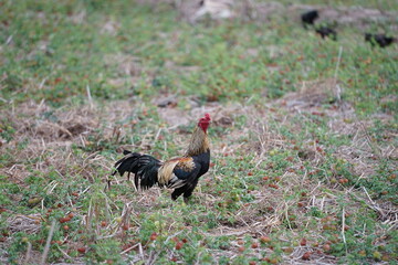 A colorful wild rooster stands proudly in a grassy field with its long elegant tail, while a hen pecks the ground nearby