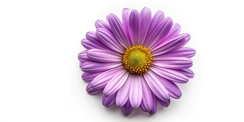 Obraz premium Purple Daisy Flower Top View, Isolated Background, Fashion Photography, Floral Macro, Botanical Image, High Resolution