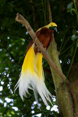 Bird-of-Paradise with white and yellow plumes