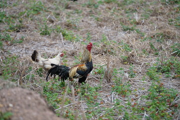 Gamecock walking in the grassy field, reflecting Thai rural lifestyle and the simplicity of nature.
