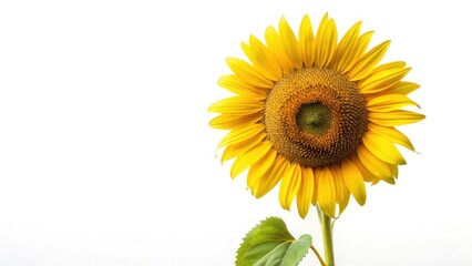 Obraz premium Silhouette Sunflower Sadness Despair Depression Old Age Photography