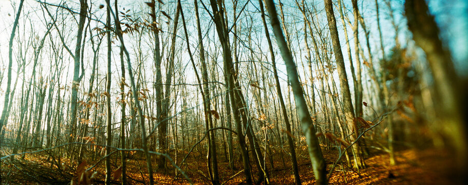Panoramic forest, Pocono Mountains, Pennsylvania, USA.