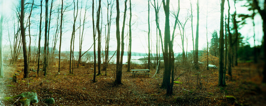 Panoramic forest, Picnic Table, Pocono Mountains, Pennsylvania, USA.