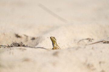 Pondichéry Fan-throated Lizard or Sitana ponticeriana agamid lizard on sand in Yala National Park