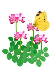 れんげ草とモンキチョウ