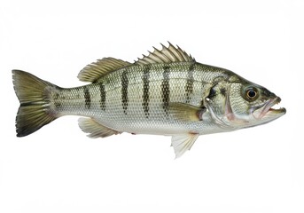 Fototapeta premium Isolated striped bass fish with open mouth and visible teeth on a plain white background view from the side