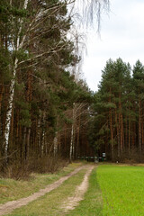 Panorama młodego lasu sosnowego na tle pola i nieba – ujęcie krajobrazowe

