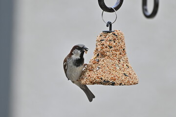 Male House Sparrow perched at seed feeder-backyard bird watching scene