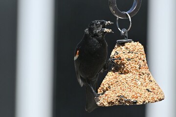 Blackbird feeding on hanging seed feeder-close-up bird photography