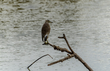Indian pond heron or Ardeola grayii in non-breeding plumage from back with head turned left.