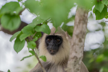 Wildlife in Yala National Park  National Park, black faced langur or Semnopithecus vetulus in tree portrait